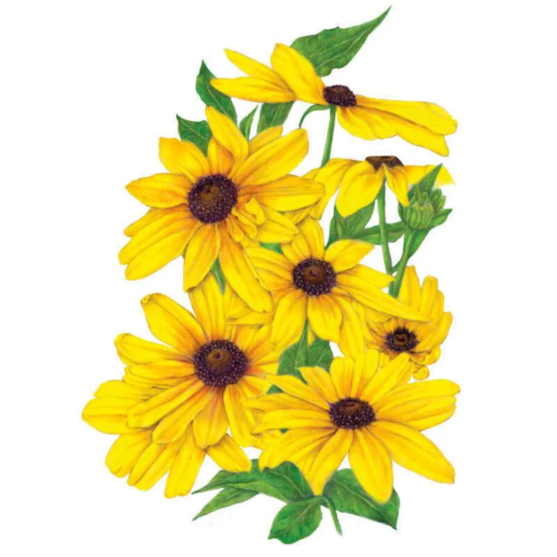 Perennials For New Jersey Gardens