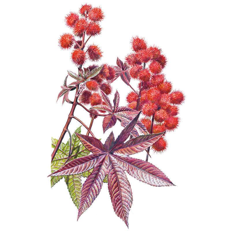 Perennials For New Mexico Gardens