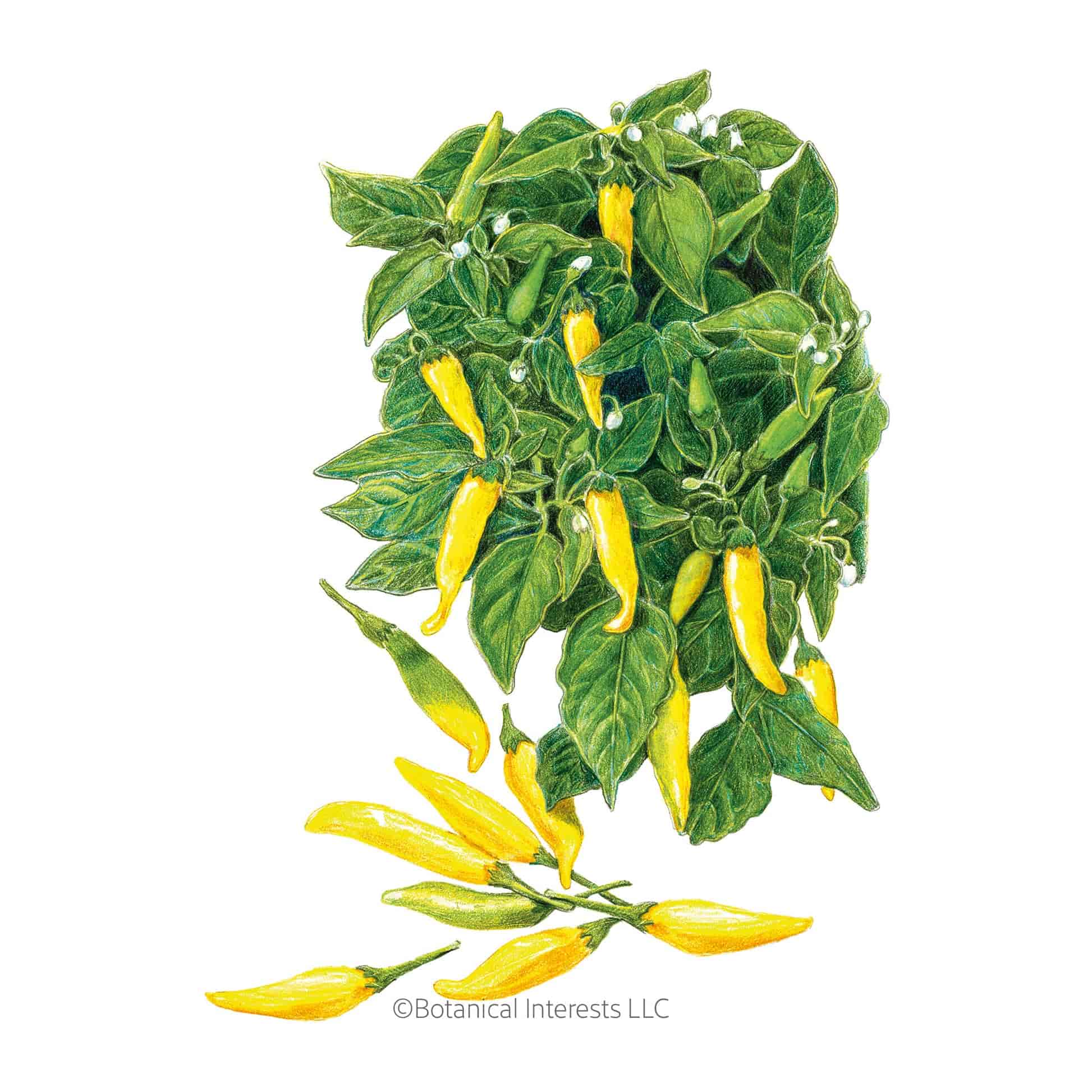 Hot Spicy Pepper Collection
